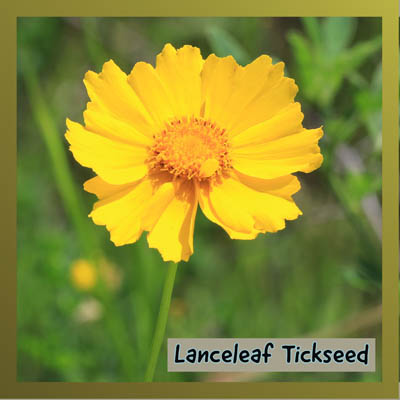 Lanceleaf Tickseed